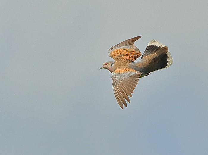 Turtle Dove