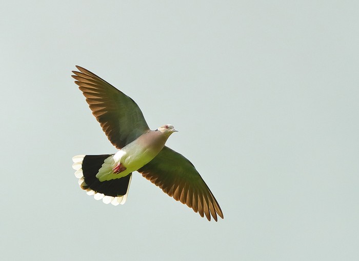 Turtle Dove