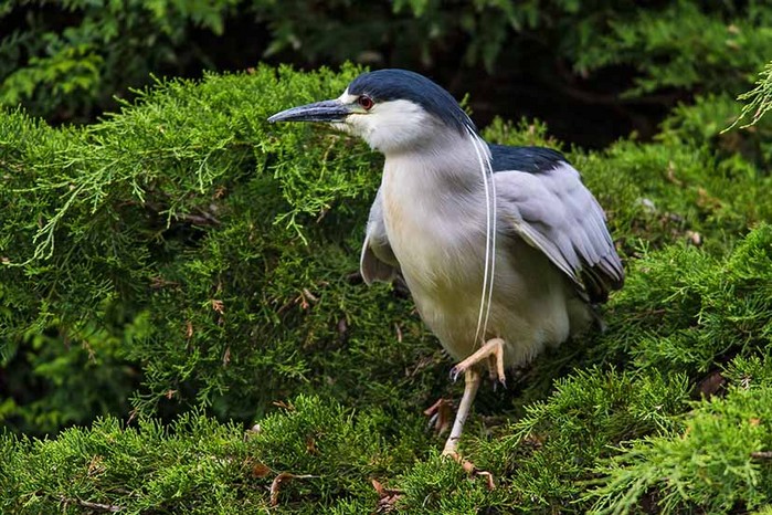 Night Heron