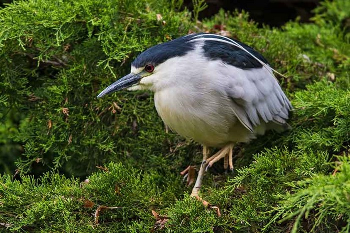 Night Heron