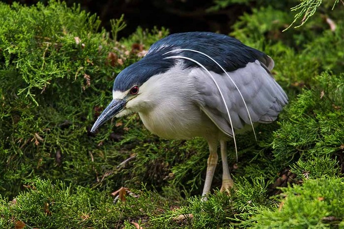 Night Heron