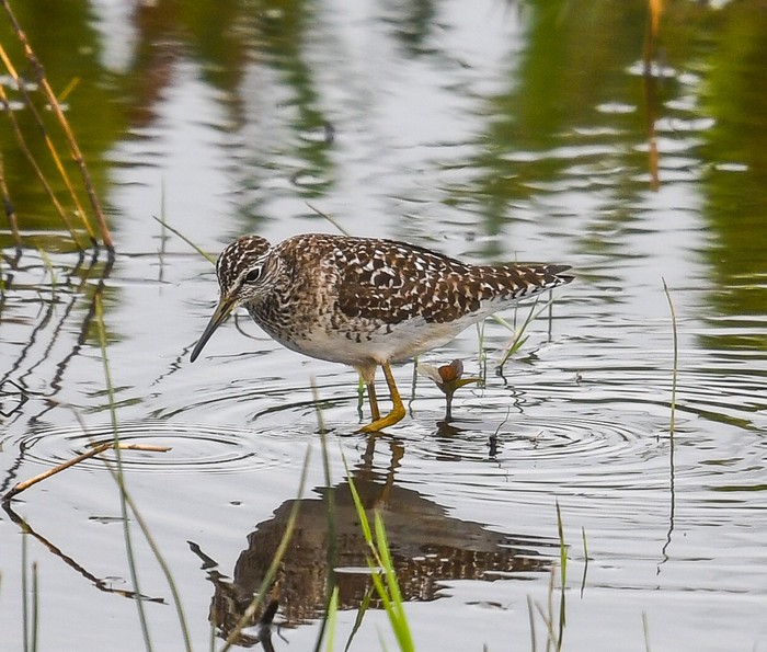 Wood Sandpiper