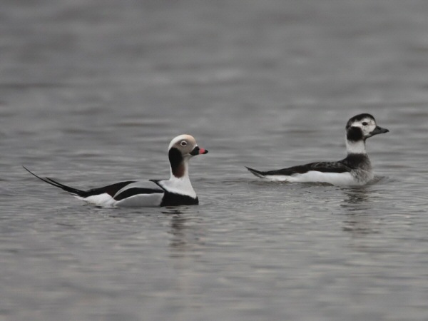 Long-tailed Duck