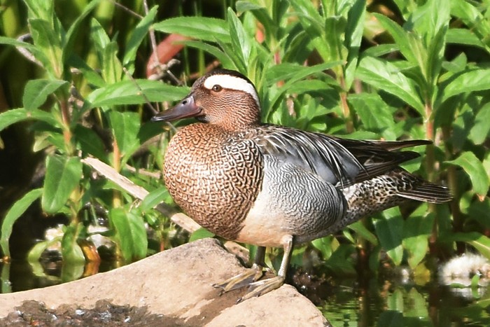 Garganey