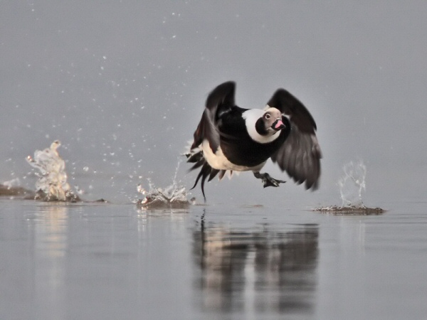 Long-tailed Duck