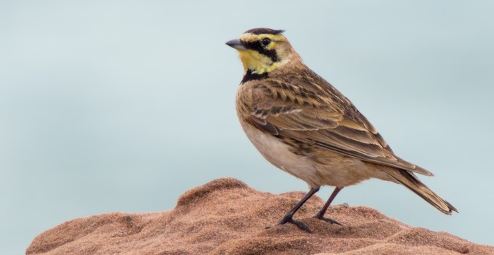 Shorelark