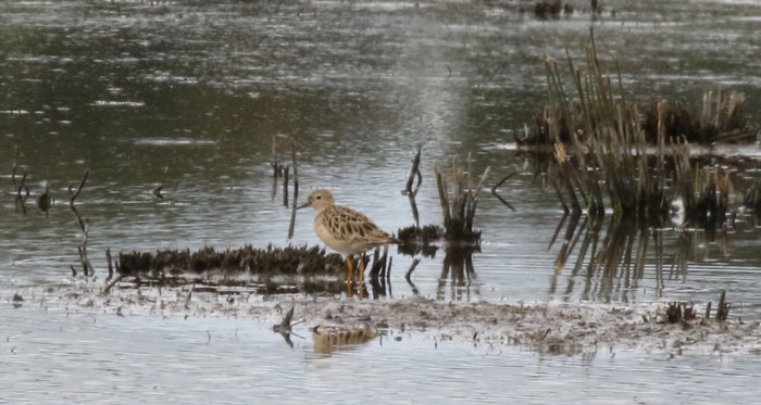 Buff-breasted Sandpiper