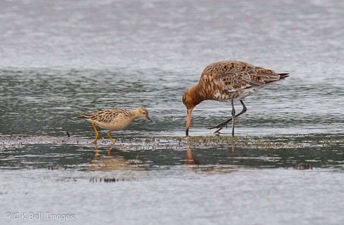 Buff-breasted Sandpiper