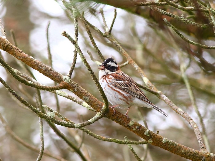 Rustic Bunting