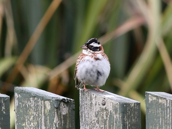 Rustic Bunting