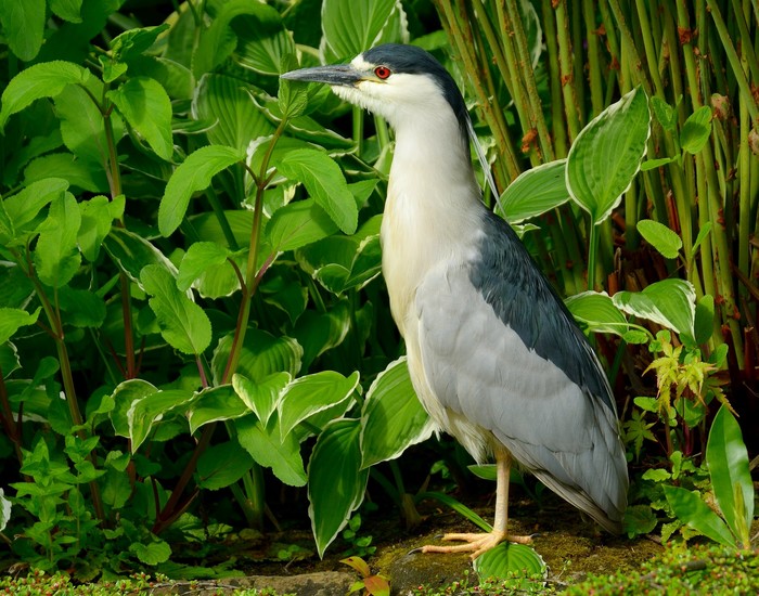 Night Heron 