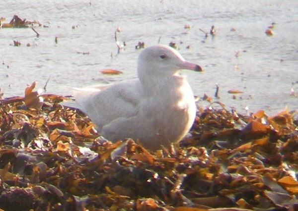 Glaucous Gull