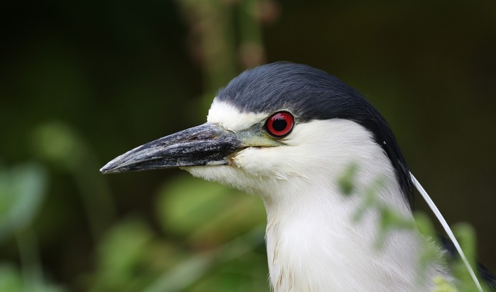 Night Heron
