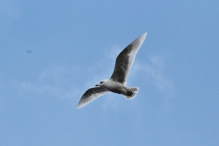 Iceland Gull