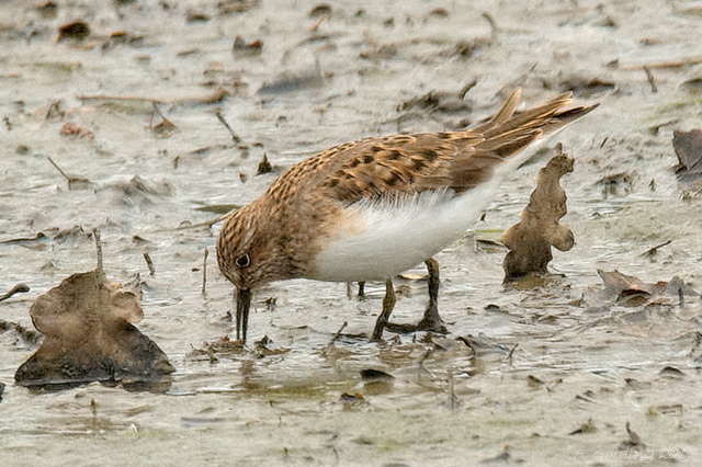 Temminck's Stint