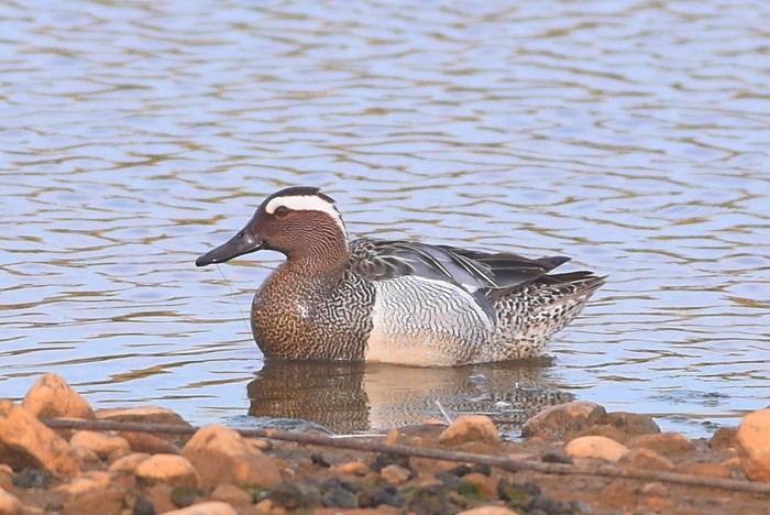 Garganey