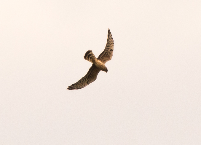 Montagu's Harrier