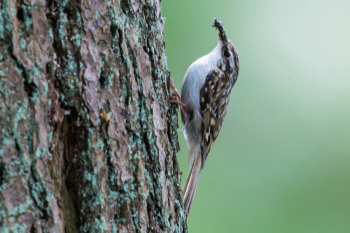 Treecreeper