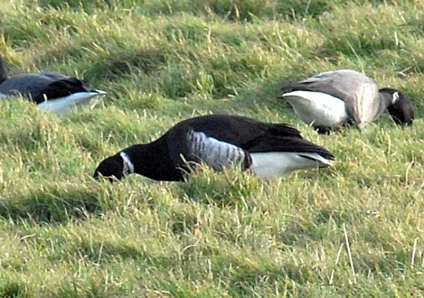 Black Brant