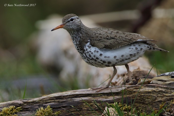 Spotted Sandpiper