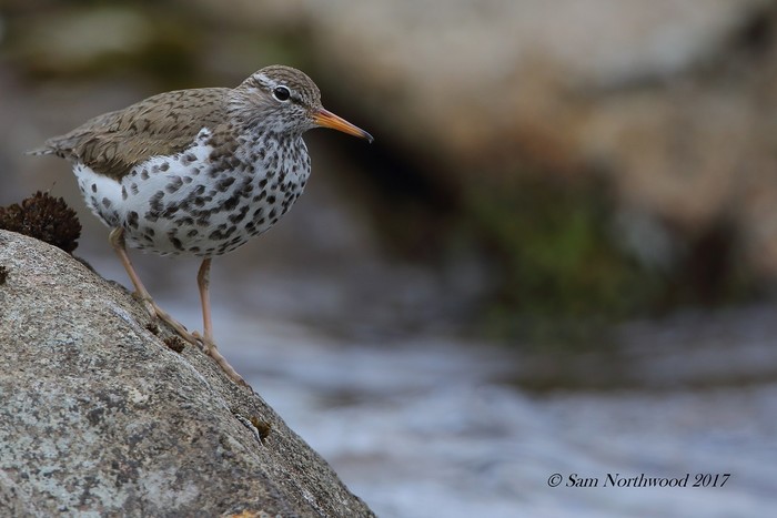 Spotted Sandpiper