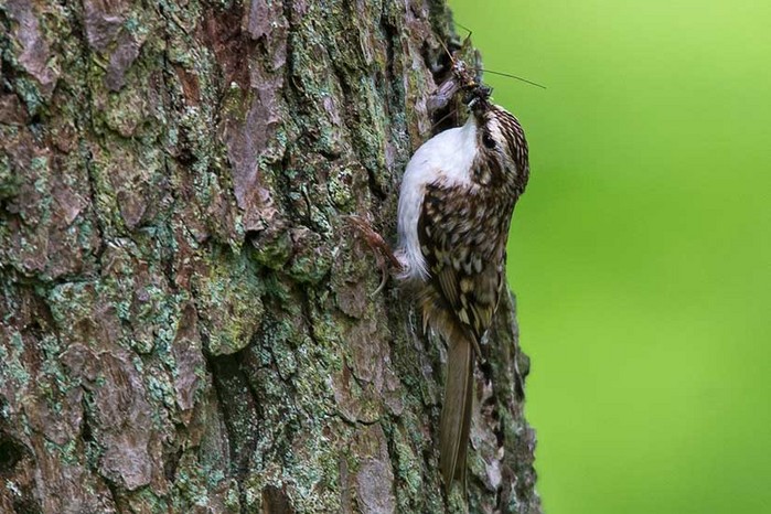Treecreeper