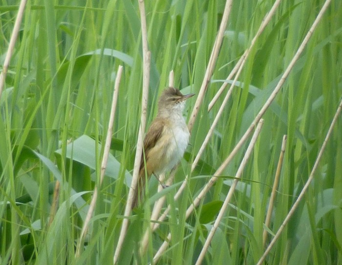 Great Reed Warbler