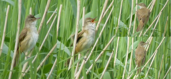Great Reed Warbler