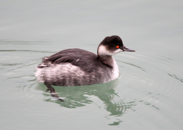 Black-necked Grebe