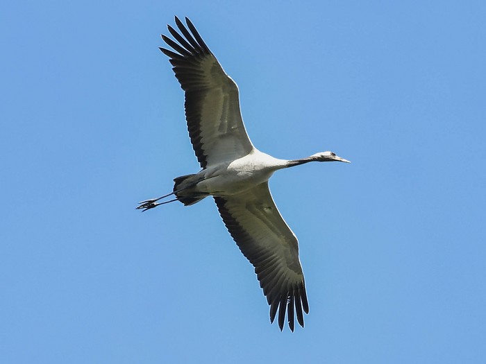 Common Crane