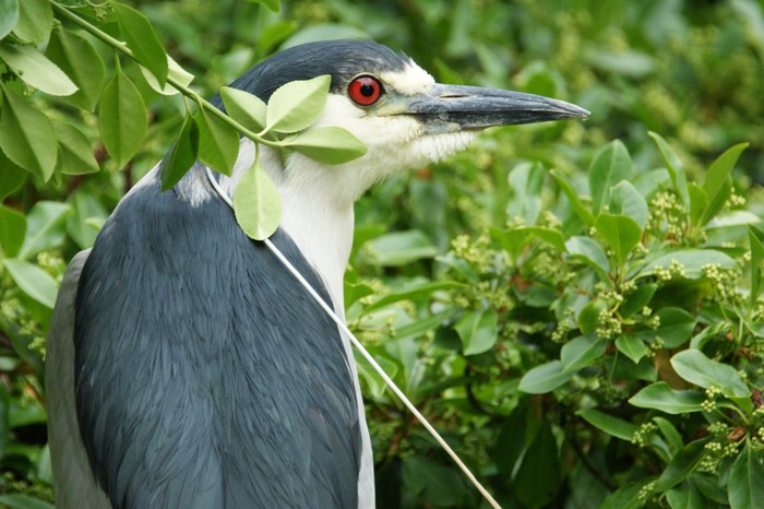 Night Heron