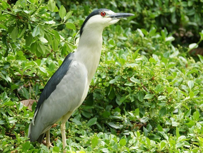 Night Heron