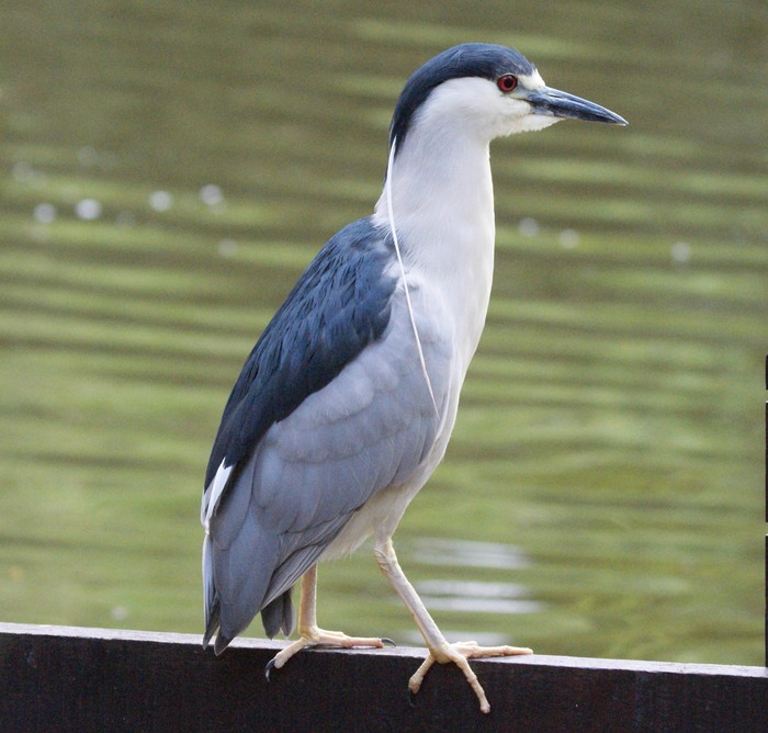 Night Heron