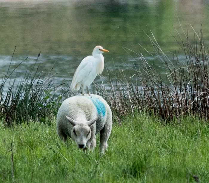 Cattle Egret