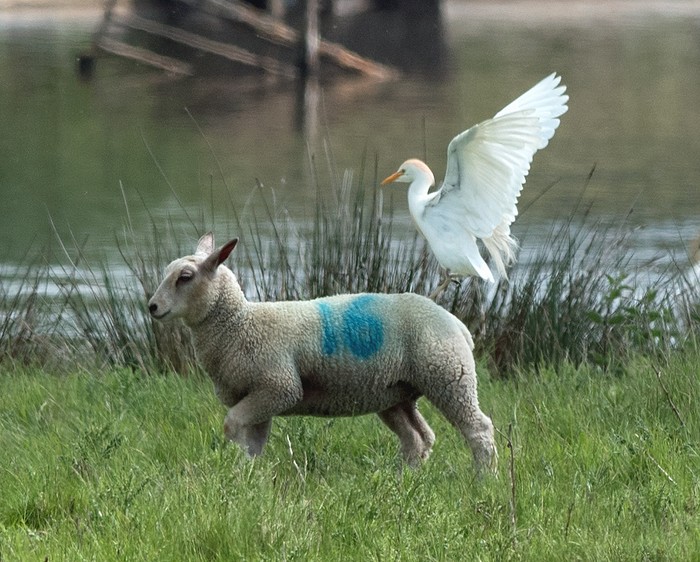 Cattle Egret