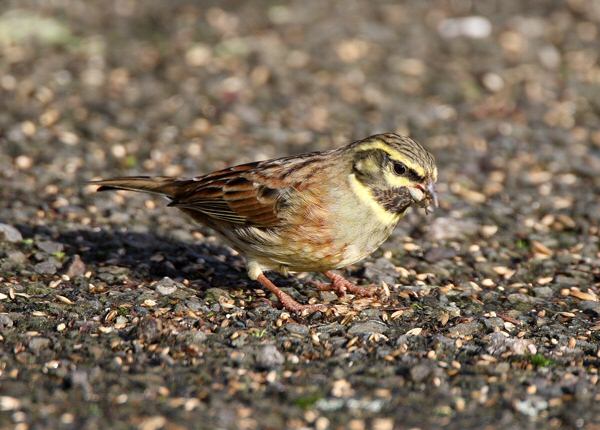 Cirl Bunting