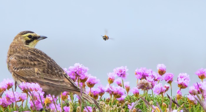 Shorelark