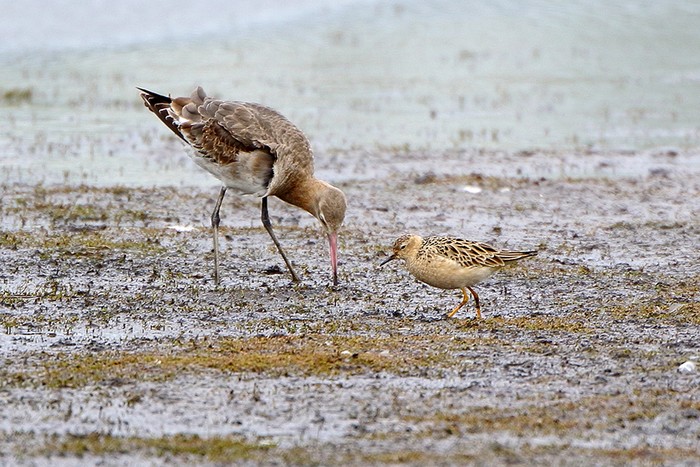 Buff-breasted Sandpiper