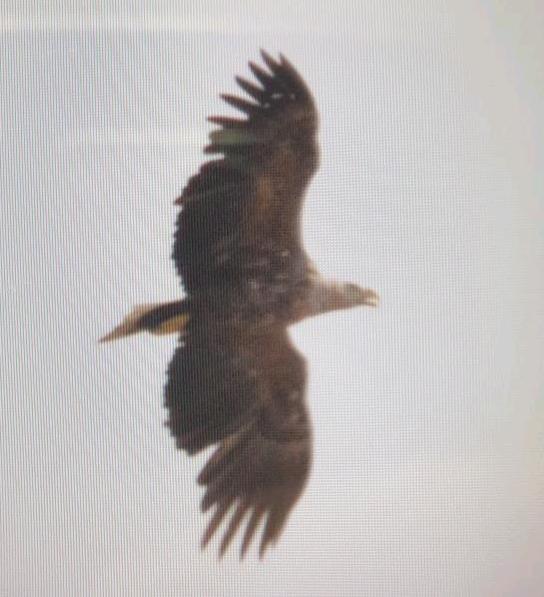 White-tailed Eagle