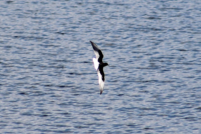 White-winged Black Tern