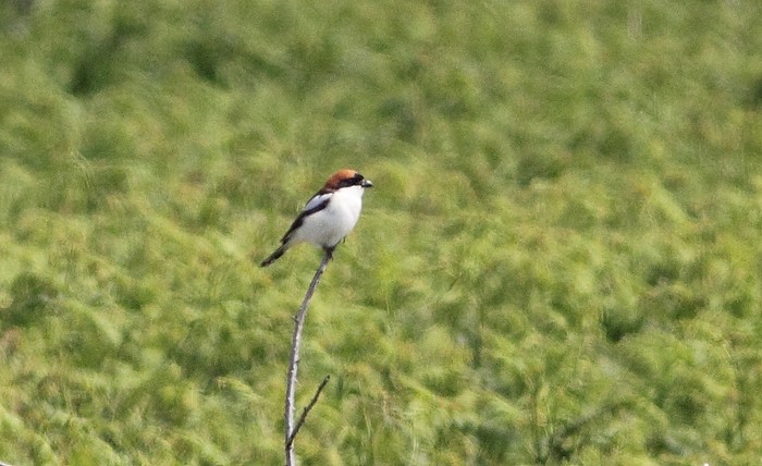 Woodchat Shrike