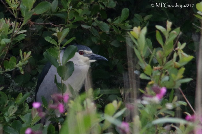 Night Heron