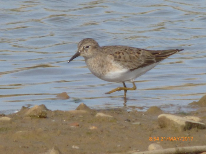 Temminck's Stint