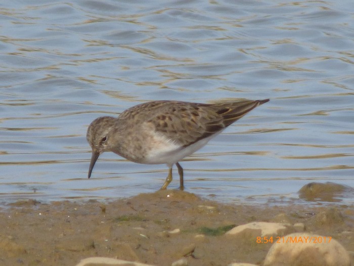 Temminck's Stint