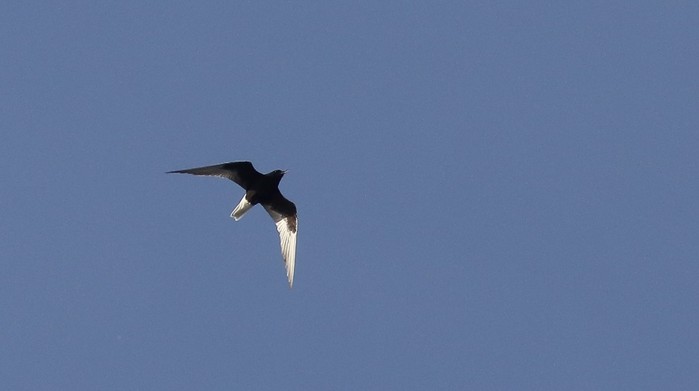 White-winged Black Tern