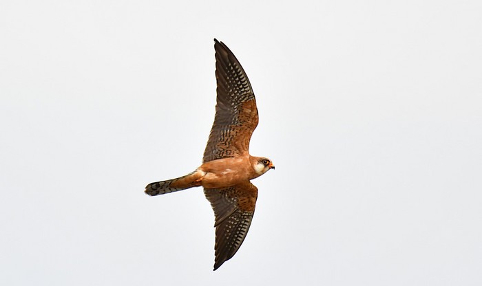 Red-footed Falcon