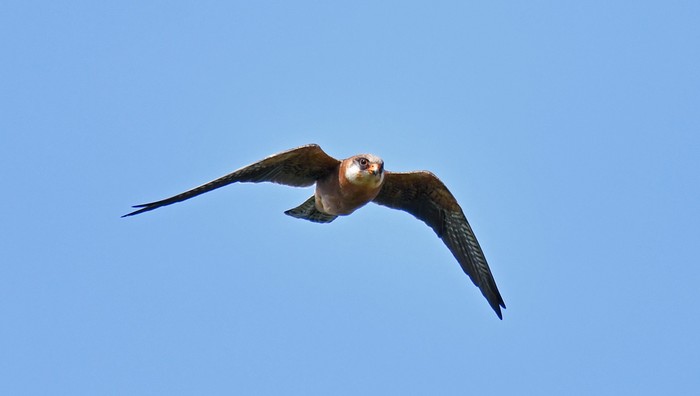 Red-footed Falcon