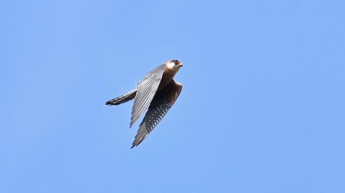 Red-footed Falcon