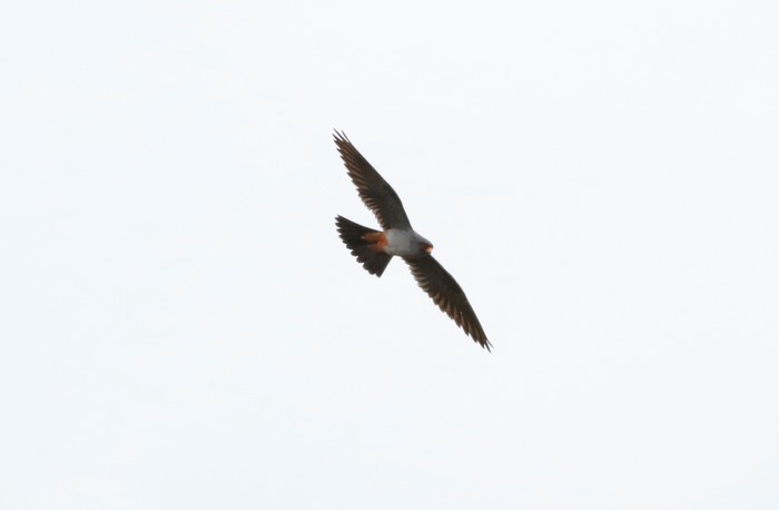 Red-footed Falcon