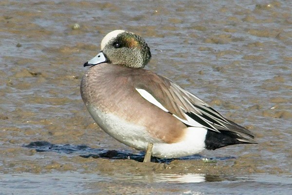 American Wigeon